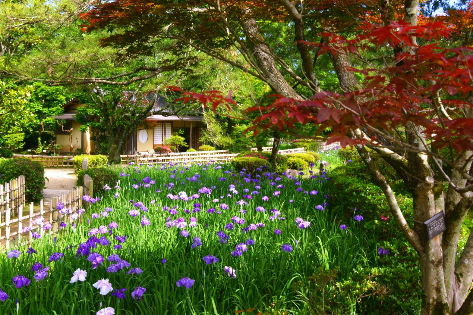 日向景修園・バラ園-0