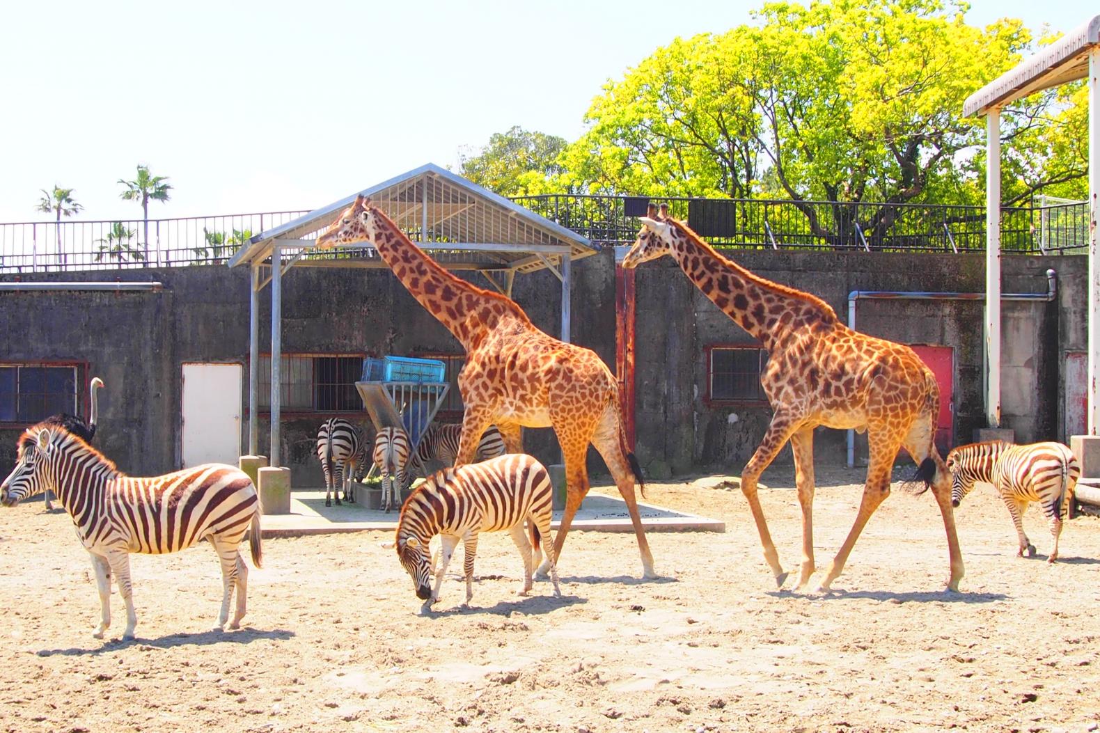 宮﨑市フェニックス自然動物園-0